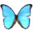 Morpho Didius